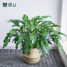小天使春羽 盆栽 水泥盆随机款式