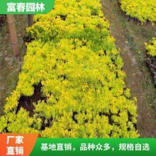 佛甲草 高20公分左右 花坛花镜地被绿化工程草 园林色块配植苗