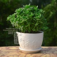 碰碰香盆栽包郵一抹香香草多肉花卉驅(qū)蚊驅(qū)蟲凈化空氣綠植植物