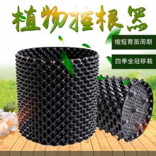 桉树育苗穴盘控根器 黑色带透气孔 用控根容器育苗可四季移栽大树