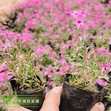 芝樱批发市场200万棵多色芝樱花小杯苗有货