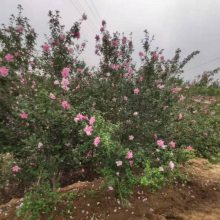 长期出售4公分白花重瓣木槿有卖 木槿花树无病虫害冻害