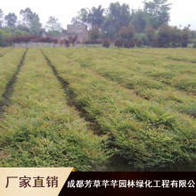 小区绿化成活率高工程苗_芳草芊芊成活率高兰天竹工程苗_兰天竹工程苗市场价格