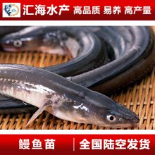 广东白鳝鱼苗批发直供 成活率河鳗鱼苗 优质鳗鱼苗直销