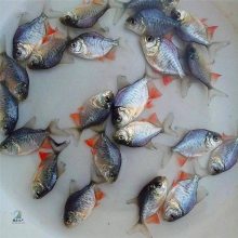 病害少白鲳鱼苗 红鲳鱼苗热带鱼类 短盖巨脂鲤鱼苗