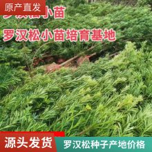 罗汉松盆景种子价格 小叶造型罗汉松种子批发 罗汉松图片