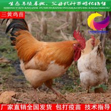 广东三黄鸡苗活体 快大黄鸡苗孵化 青脚麻鸡苗价格 狮头鹅苗 番鸭苗养殖