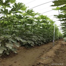 大棚无花果苗种植技术 2年生无花果苗一珠 泰安无花果苗基地