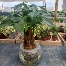 南宁兴宁区花卉绿植租赁 养护 汇成园艺