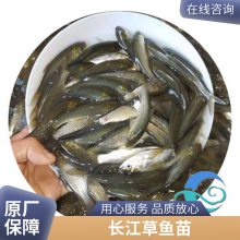 成品鱼 草鱼苗 提供技术支持 喂养成本低 港发水产