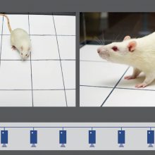 多视频录制软件(Media Recorder)