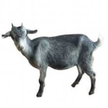 鲁西南纯种青山羊多少钱一只种公羊怀孕母羊小羊羔价格一胎6-7只波尔山羊种羊美国白山羊