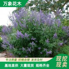 �뻨ĵ�� ͥԺ ҋ����Ҷ�ر�ˮ��ֲ�� ���� ��̳�쾰��ֲ