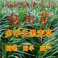 牧草种子批发 南/北方型优质特高产多年生黑麦草种子不包邮草籽