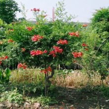 凌霄花苗种植基地 陕西周至攀藤苗繁育苗圃 廊架围栏遮荫凌霄苗