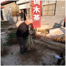 黄山楂树苗批发 果肉金黄 一公分黄果山楂苗价格