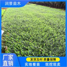 润景苗木常年供应 30公分40公分爬行卫矛苗 小叶扶芳藤价格