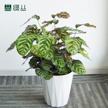 绿丛园林武汉办公室绿植盆栽植物上门养护净化空气公司绿化红美丽竹芋大盆塑料原盆