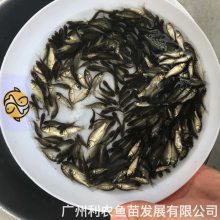 п5綫***ֳ