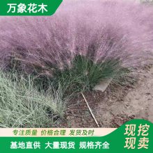 基地粉黛乱子草 美植袋苗 园林湿地草本植物 网红花海景观花卉