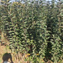 美国蛇果苹果苗批发m26矮化占苹果苗哪里能买到
