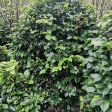 茶花起苗基地，正出售茶花树和笼子，茶花苗木