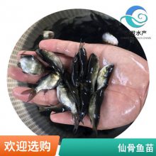 鱼苗 缩骨大头鱼 缩骨大头鱼苗 武鲳鱼苗批发渔场直供