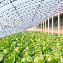 种菜，管理不能没主见，盯紧这2个“命门”，丰产丰收跑不远