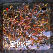ֽ緱ֳ