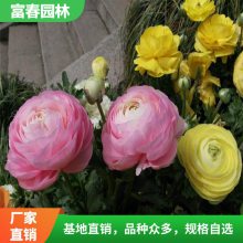 红白毛茛勤花切花月季苗 欧月 毛莨之舞 条纹月季