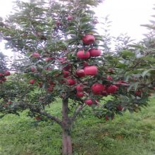 惠农农业 1公分红富士苹果苗 两年结果成活***振兴乡村果树