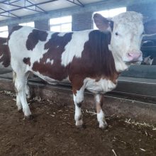 凉山大型养牛场 5之6个月的西门塔尔牛小母牛价钱