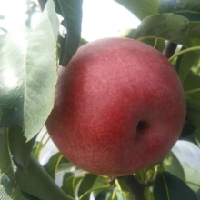  ӭ 㽭ƷũҵӦ