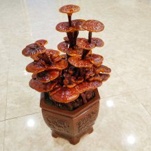 工艺品灵芝盆景制作厂家 盆栽批发 观赏用赤芝 灵芝种植技术 盆景摆件