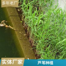 潜流湿地水生植物表流湿地水生植物耐寒芦苇苗每株3芽以上负责施工种植包成活