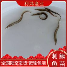 【特种】中华大刺鳅鱼苗 钢鳅 刀鳅鱼类 石锥鱼 利鸿渔业已驯化好吃