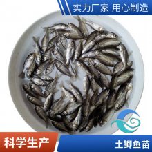 港发水产 专业淡水鱼 鲫鱼苗 存活***快速发货 可批发提供技术指导