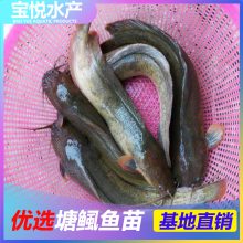 屾ѡ Ʒô