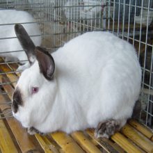 塞北兔价格 伊拉兔种兔多少钱一只 獭兔多少钱一只