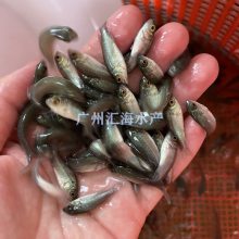 【汇海水产全国空运】广东宝石鲈鱼苗养殖基地 澳洲宝石鲈鱼苗 宝石斑苗