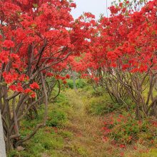 花境,花坛,灌丛,绿篱,护坡绿化,其他主营产品:盆景映山红树桩农产品茶