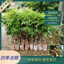 新品种四季蜜龙眼营养杯苗 四季开花结果 果肉质脆 果丰果苗