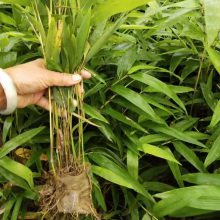 基地出售楠竹小区庭院公园观赏绿化种植规格齐全