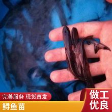 港发水产基地 鸭嘴鱼苗 鸭嘴鲟鱼苗 美国匙吻鸭嘴鱼苗公道运输到家