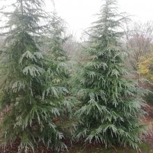 ������֦��Ҷï5��ѩ�� ͦ�α���5��ѩ�ɼ۸�