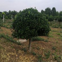 ߸ì4050ì-1.5ס1.8׸߸ì