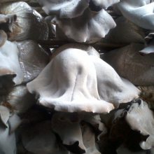 供应朋达牌无农残白背毛木耳出口品质