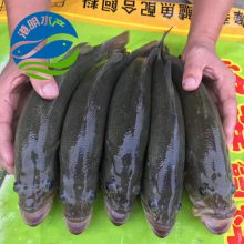 佛山西江加州鲈鱼与宝石鲈鱼的区别_港明水产采购鲈鱼苗水花