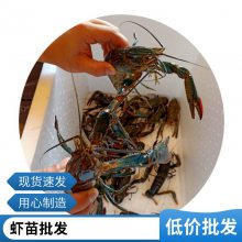 Ӧ2025Ϻ Ϻֳ 滮 ˮֳ