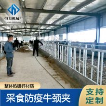 养牛设备牛颈枷 恒力牌育肥牛用牛颈夹 加厚热镀锌牛颈夹生产商